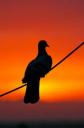 Solitude