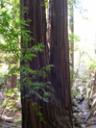 Integrity and California Redwood Tree